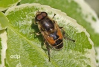 Eristalis arbustorum, hoverfly, male, Alan Prowse